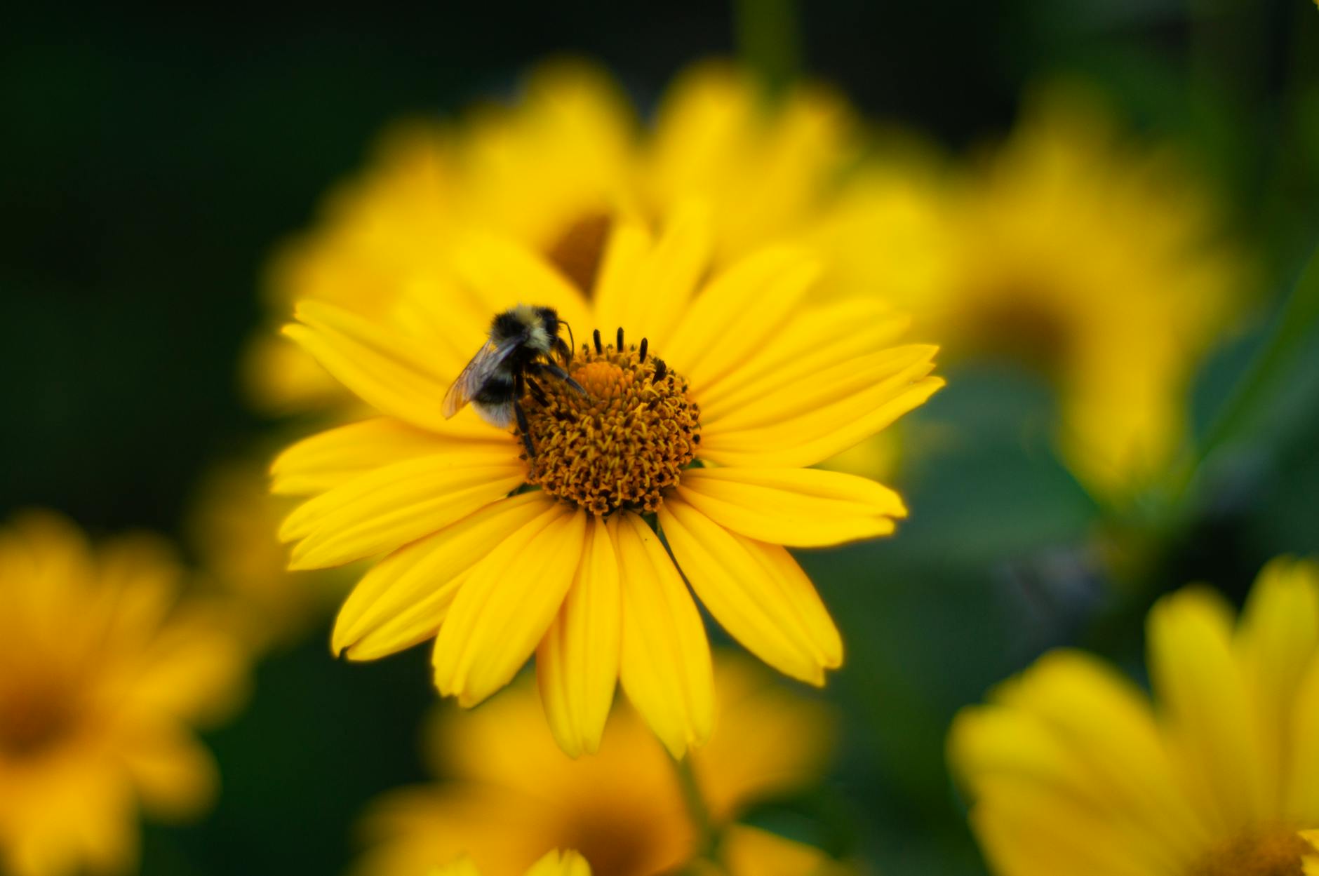close up of bee on a vibrant yellow flower