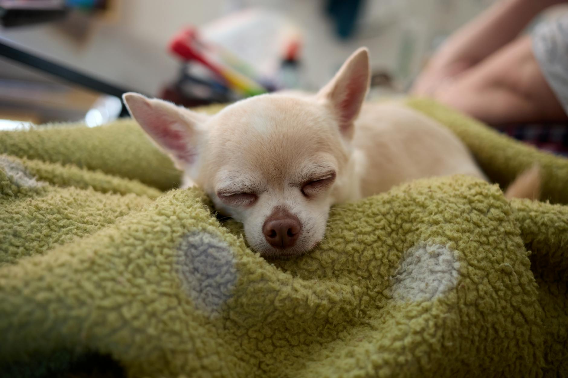 adorable chihuahua sleeping on soft blanket