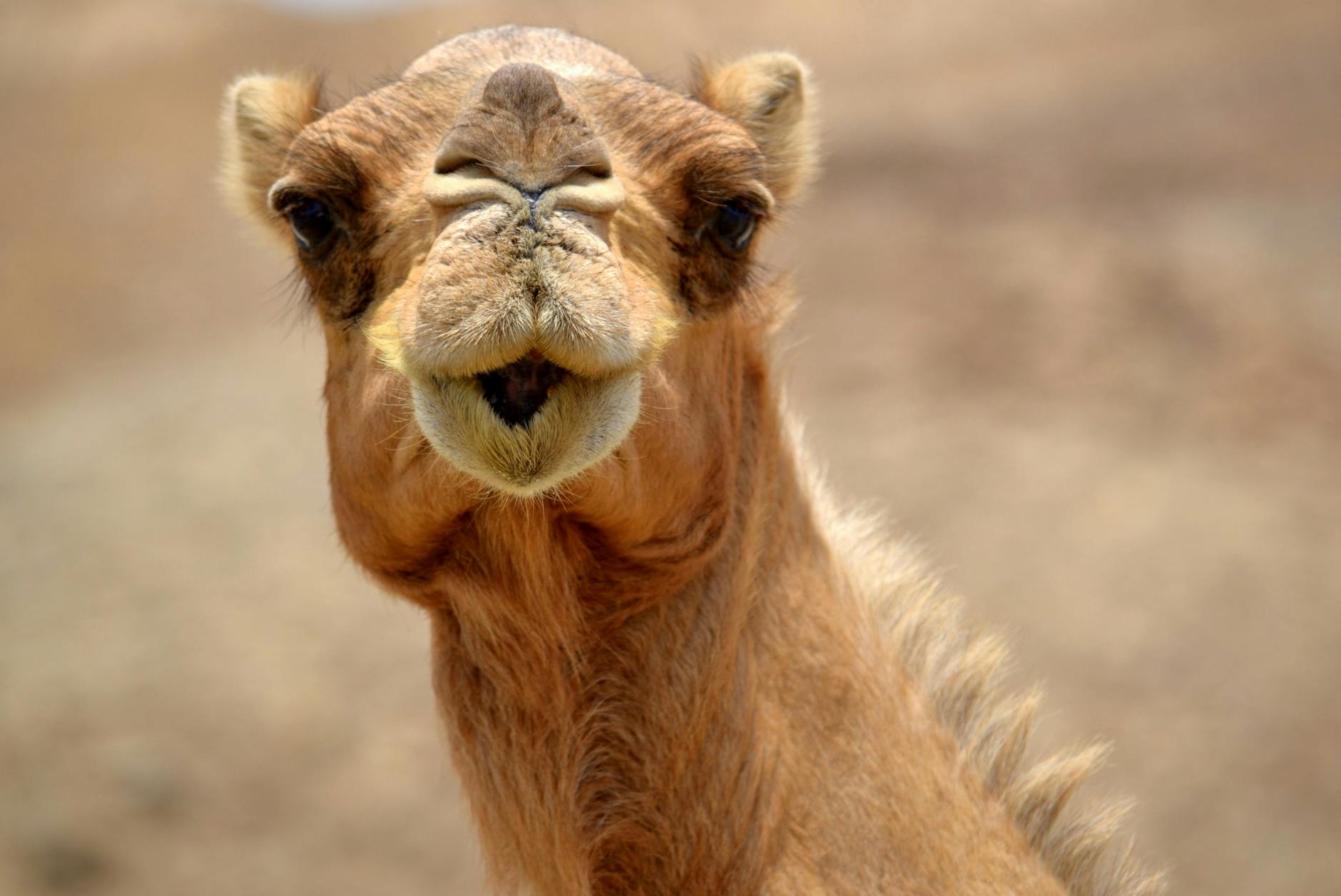 portrait of a dromedary camel in oman