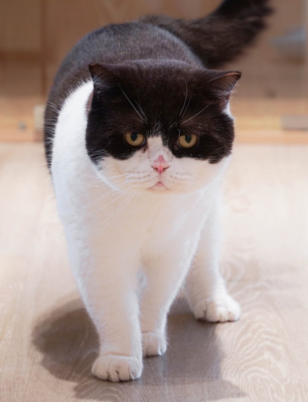 charming black and white exotic shorthair cat