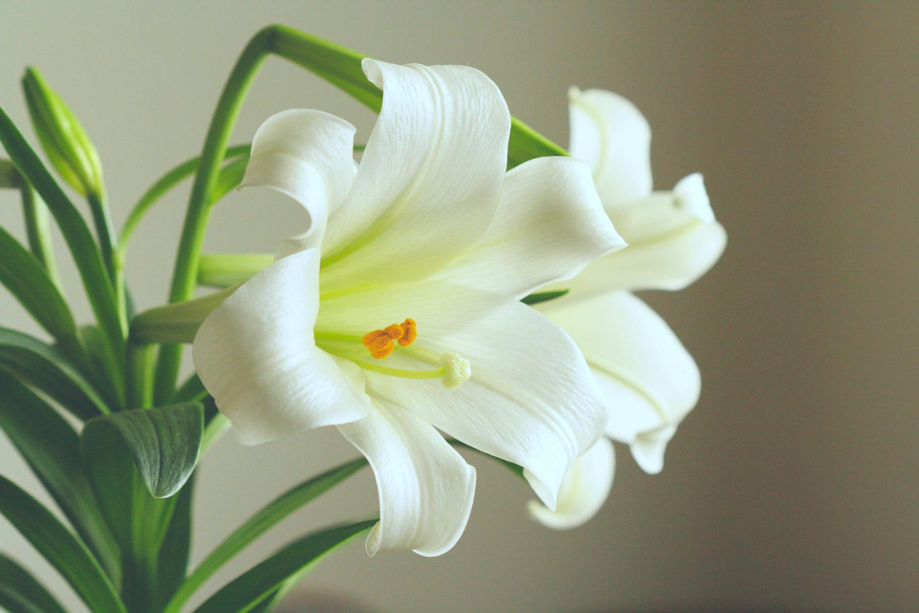 close up of a bouquet of white lilies