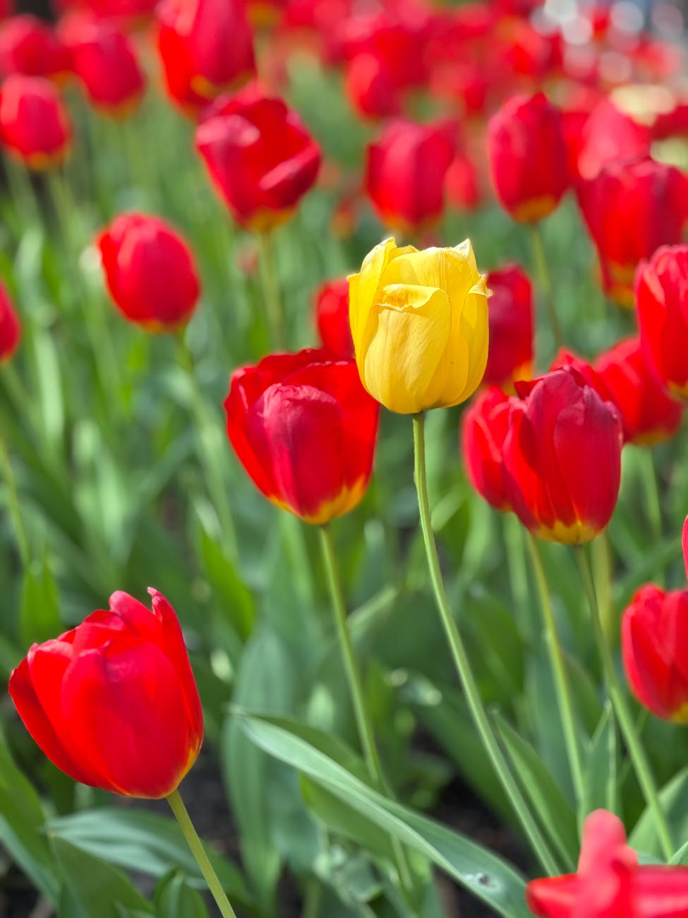 vibrant tulip garden in bloom chicago