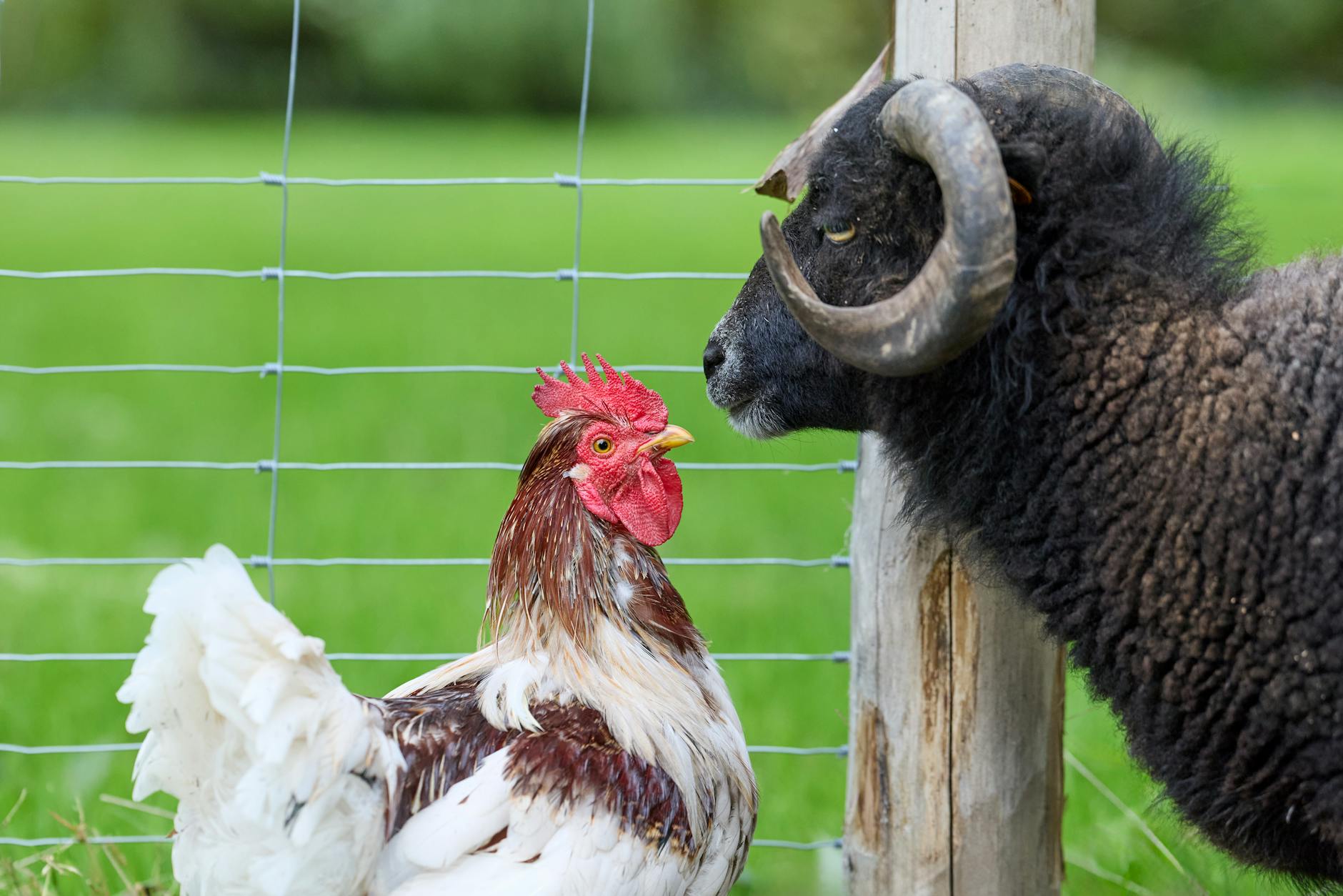 curious encounter between sheep and rooster
