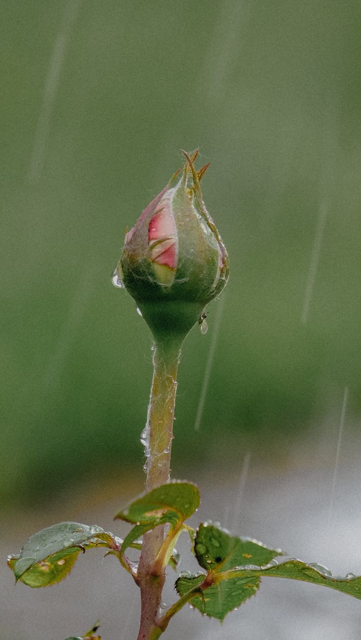 close up shot of a flower bud during the rain