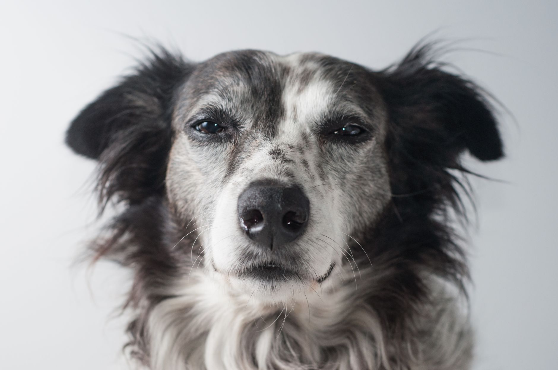 close up photo of a dog s head