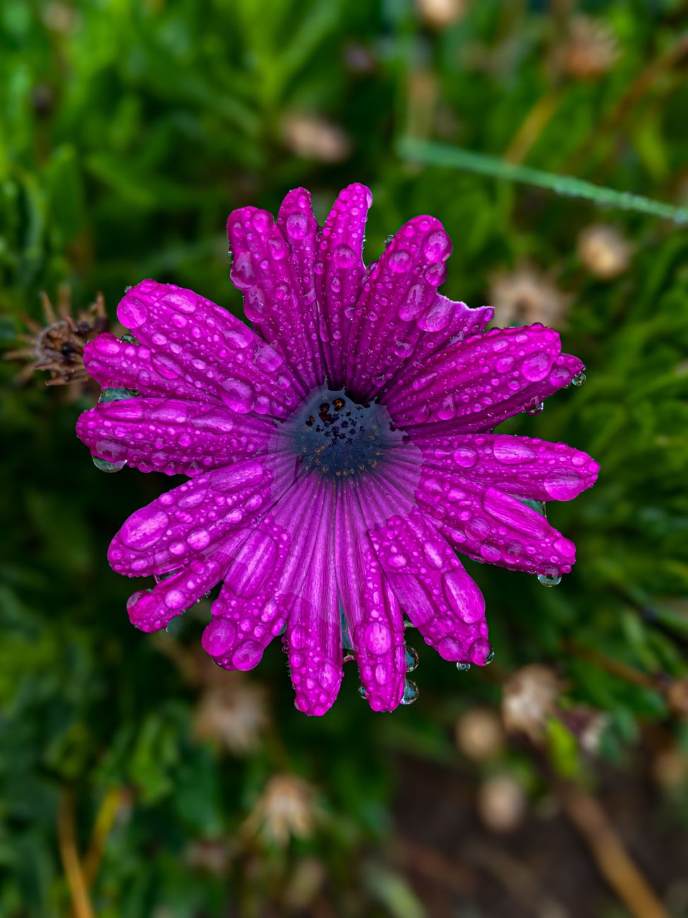 vibrant purple daisy with dew drops in garden