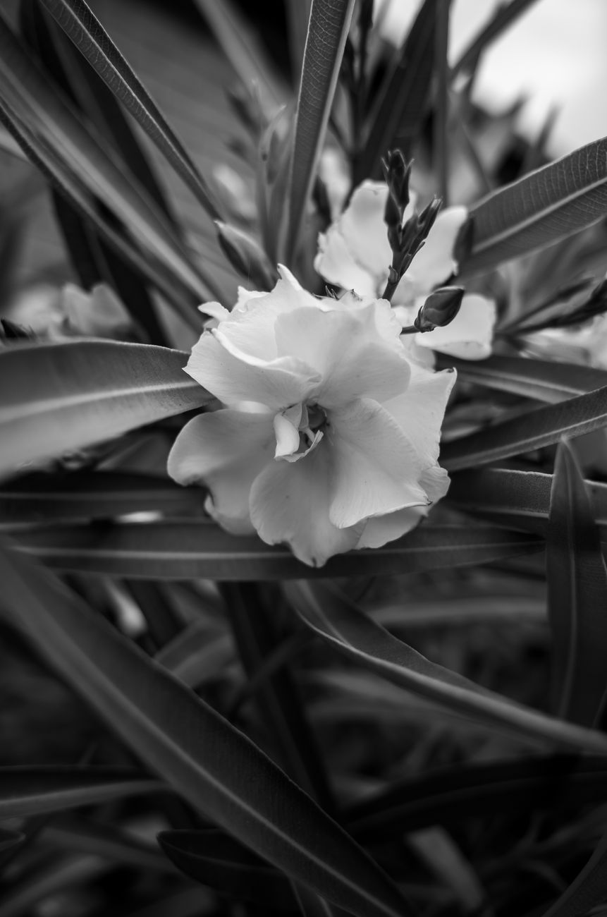 a white flower in bloom
