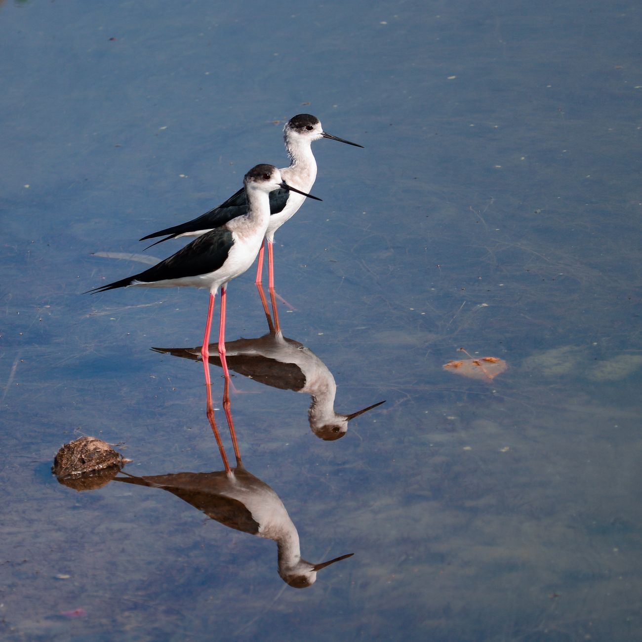 birds standing in shallow water
