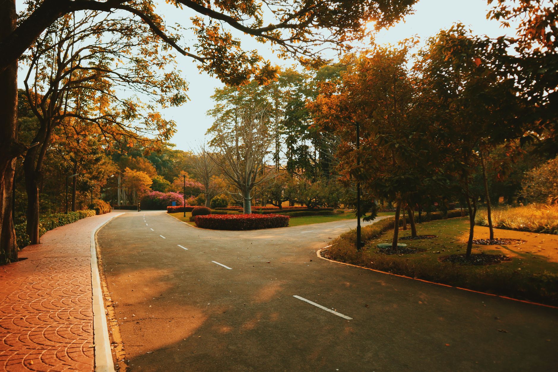 autumn trees around street in park