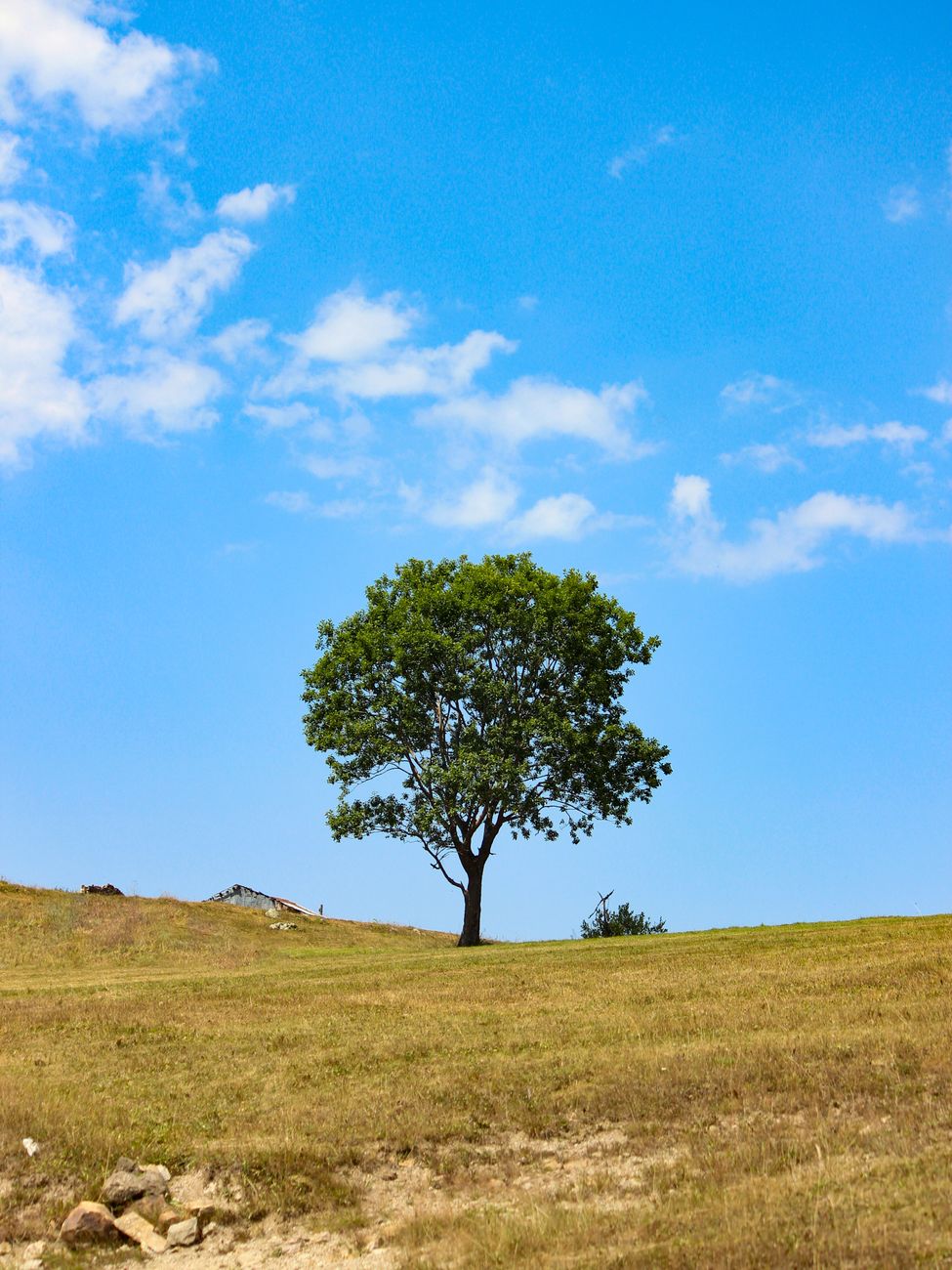a lone tree on a hill with a blue sky