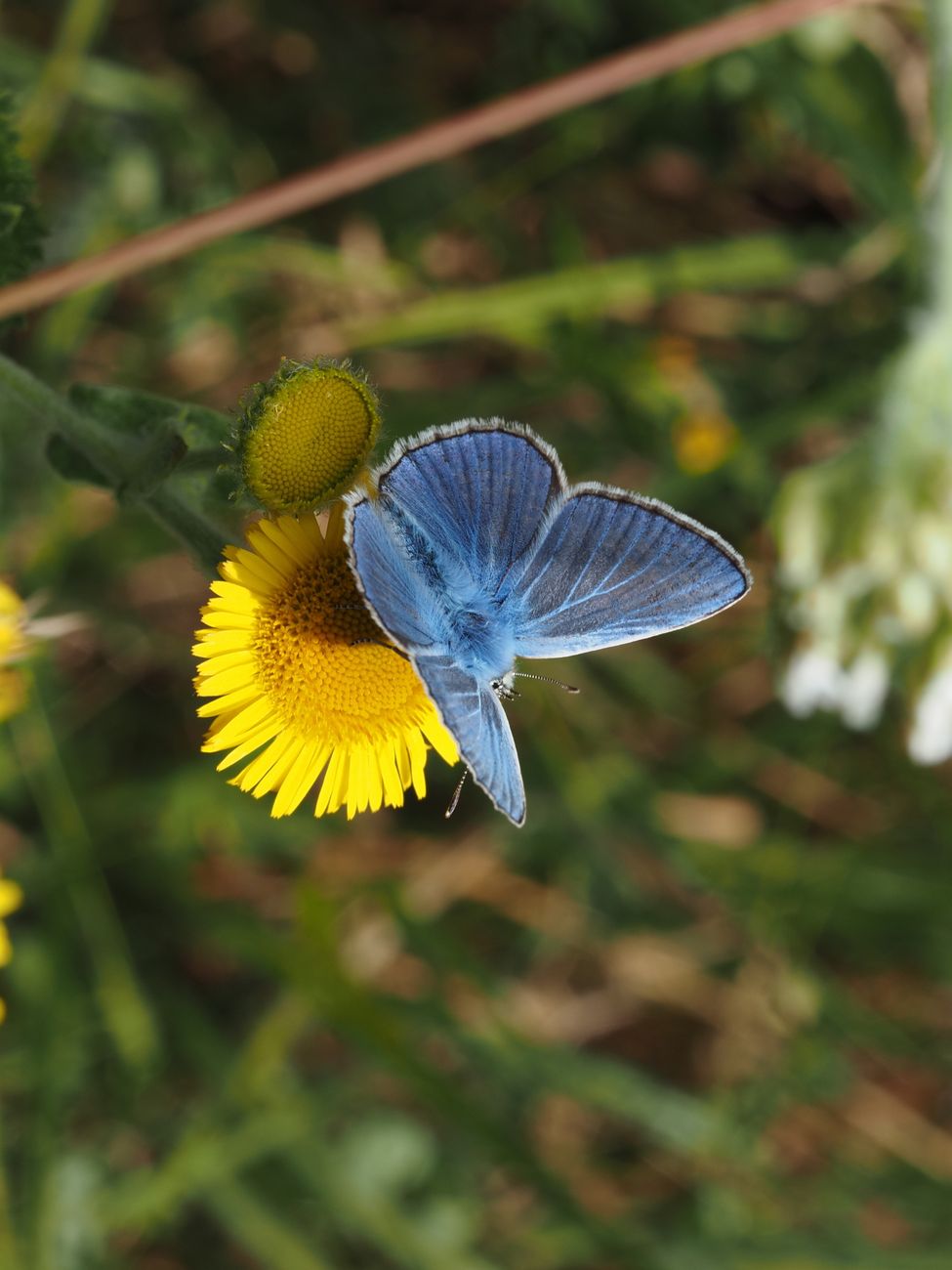 blue butterfly on yellow flower in nature